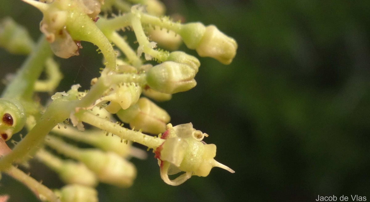 Cyphostemma setosum (Roxb.) Alston